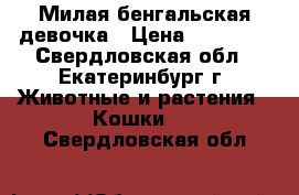 Милая бенгальская девочка › Цена ­ 15 000 - Свердловская обл., Екатеринбург г. Животные и растения » Кошки   . Свердловская обл.